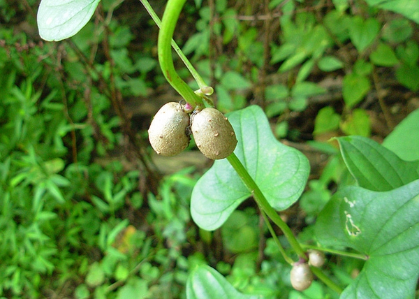Fruits