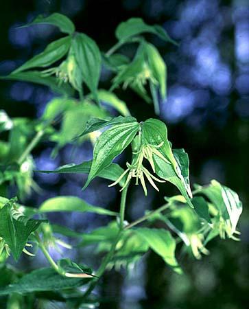 Disporum spp.