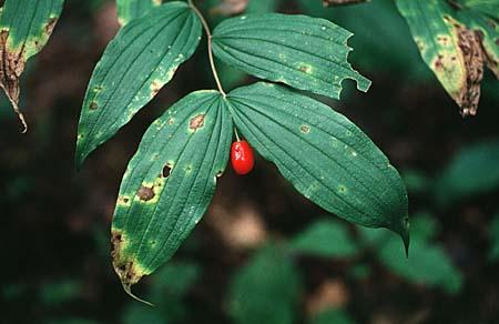 Disporum spp.