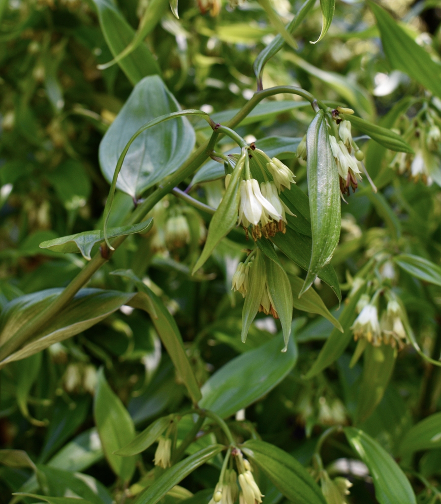 Disporum longistylum Green Giant flower - April 22 - Wake Co NC