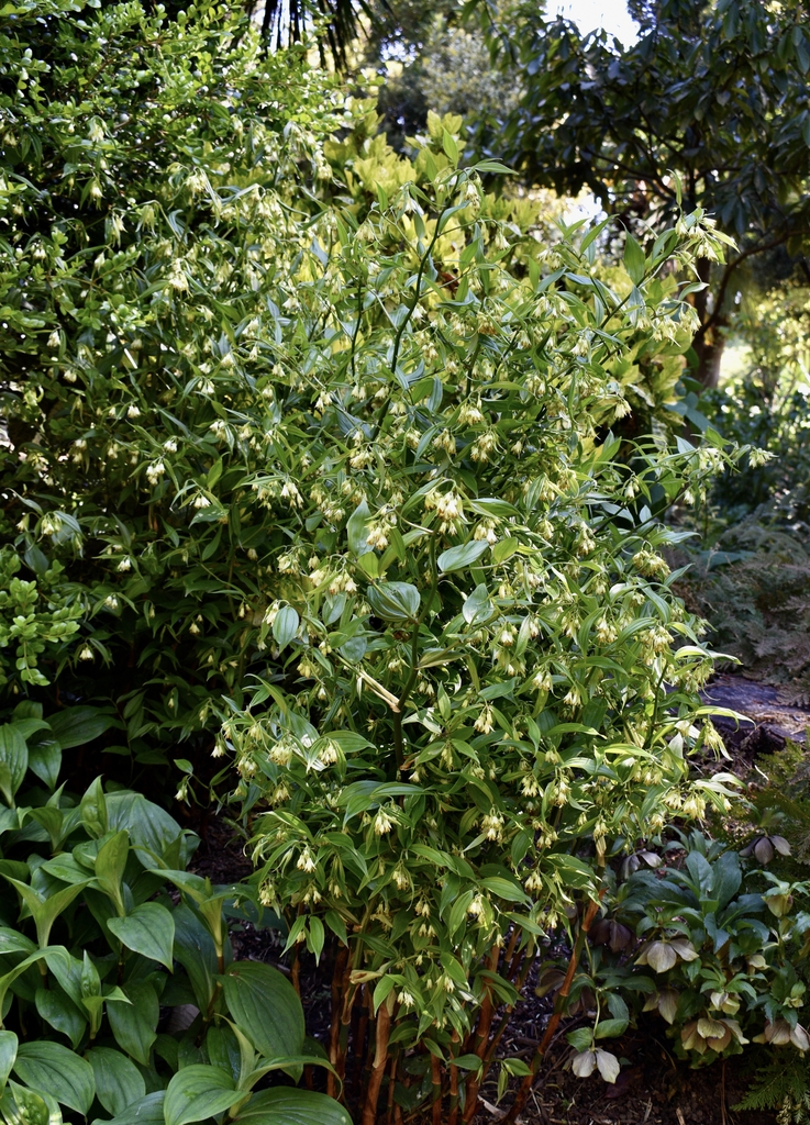 Disporum longistylum Green Giant Form - April 22 - Wake Co NC