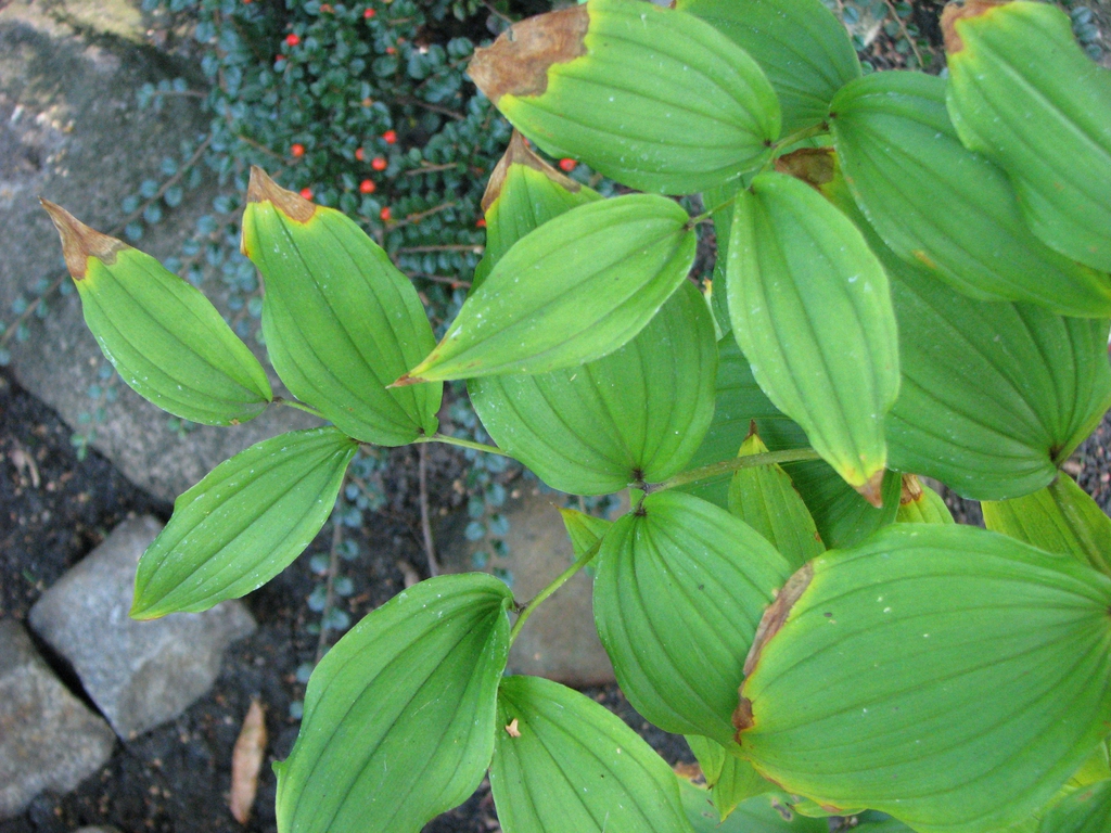 leaves