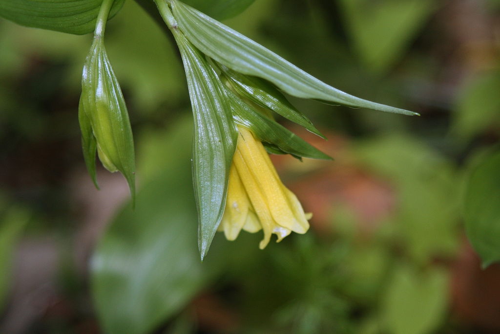 Flower and leaves