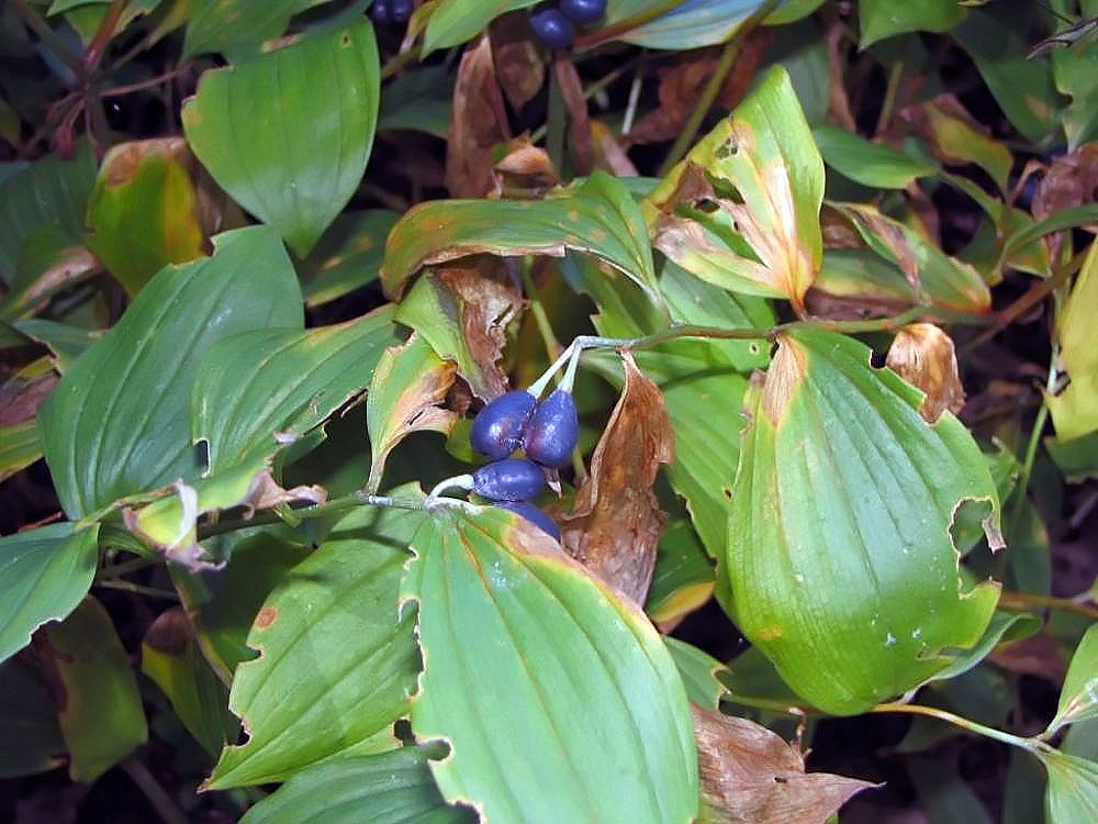 leaves
