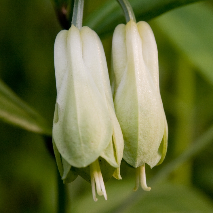 leaves and flowers