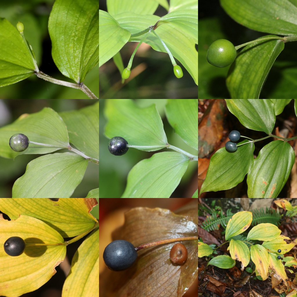 Disporum smilacinum leaves