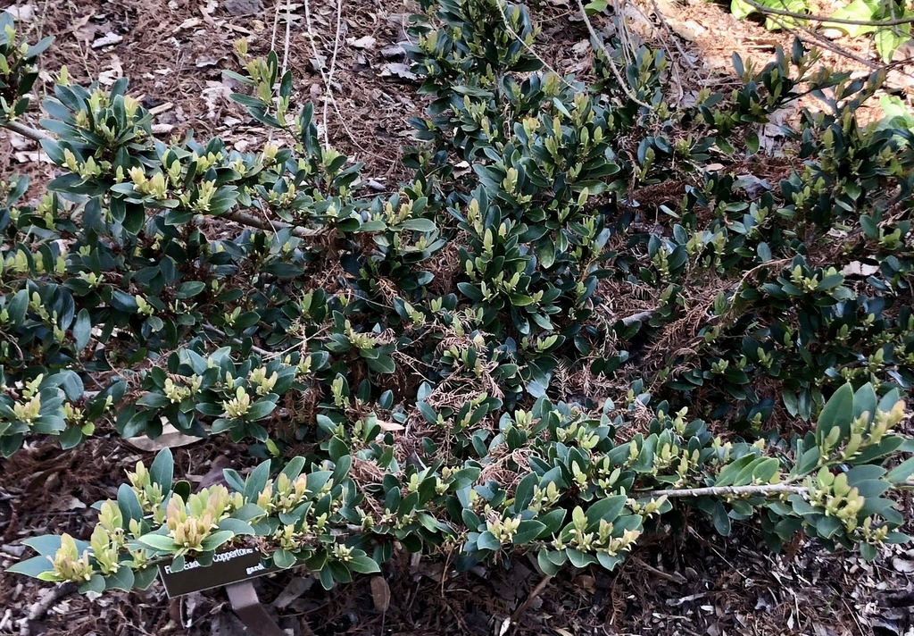 Spring form low growing hedge