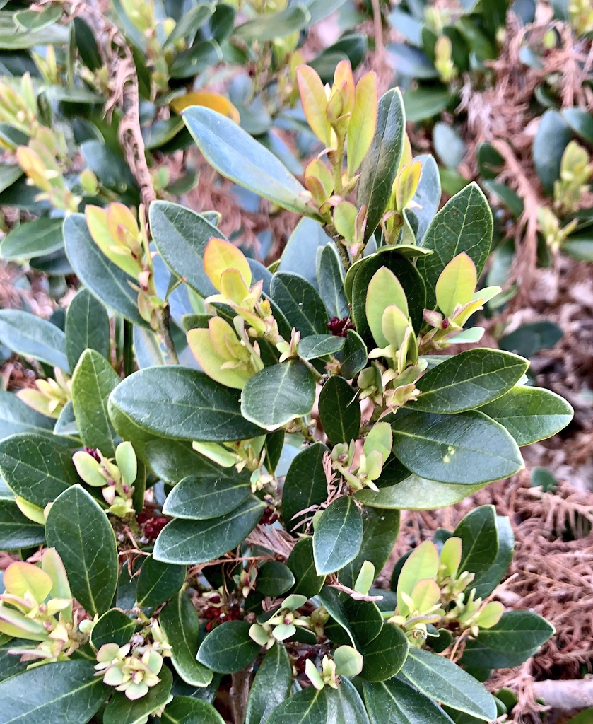 New Spring leaves coppery red