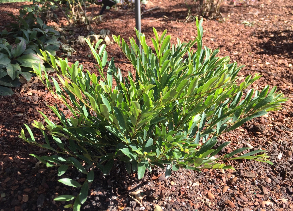 'Cinnamon Girl' form