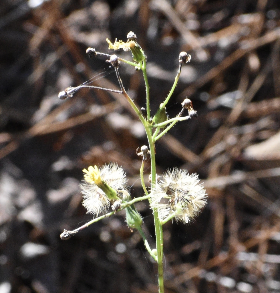 Dittrichia graveolens