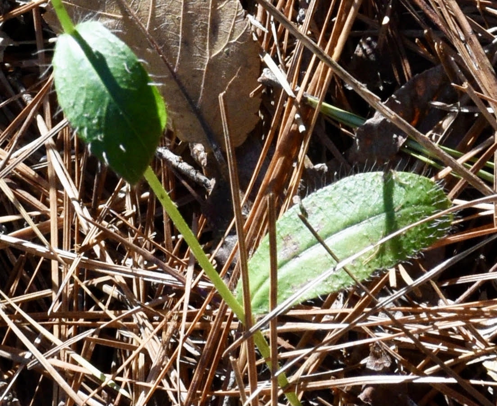 Dittrichia graveolens