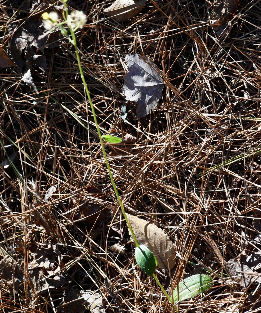 Dittrichia graveolens