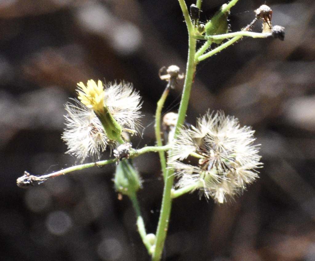 Dittrichia graveolens
