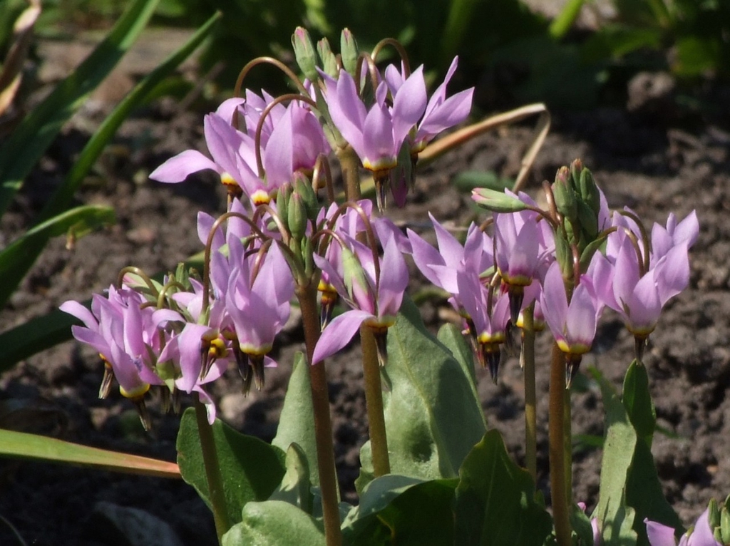 leaves and flowers