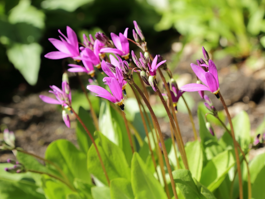 leaves and flowers