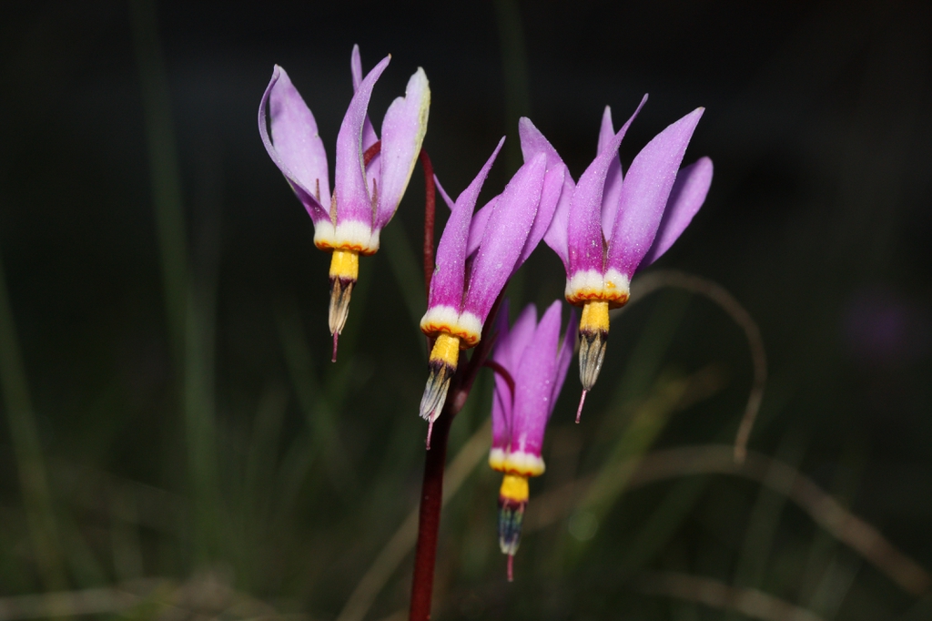 leaves and flowers