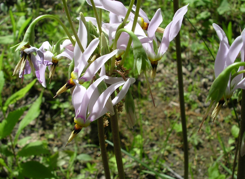 leaves and flowers