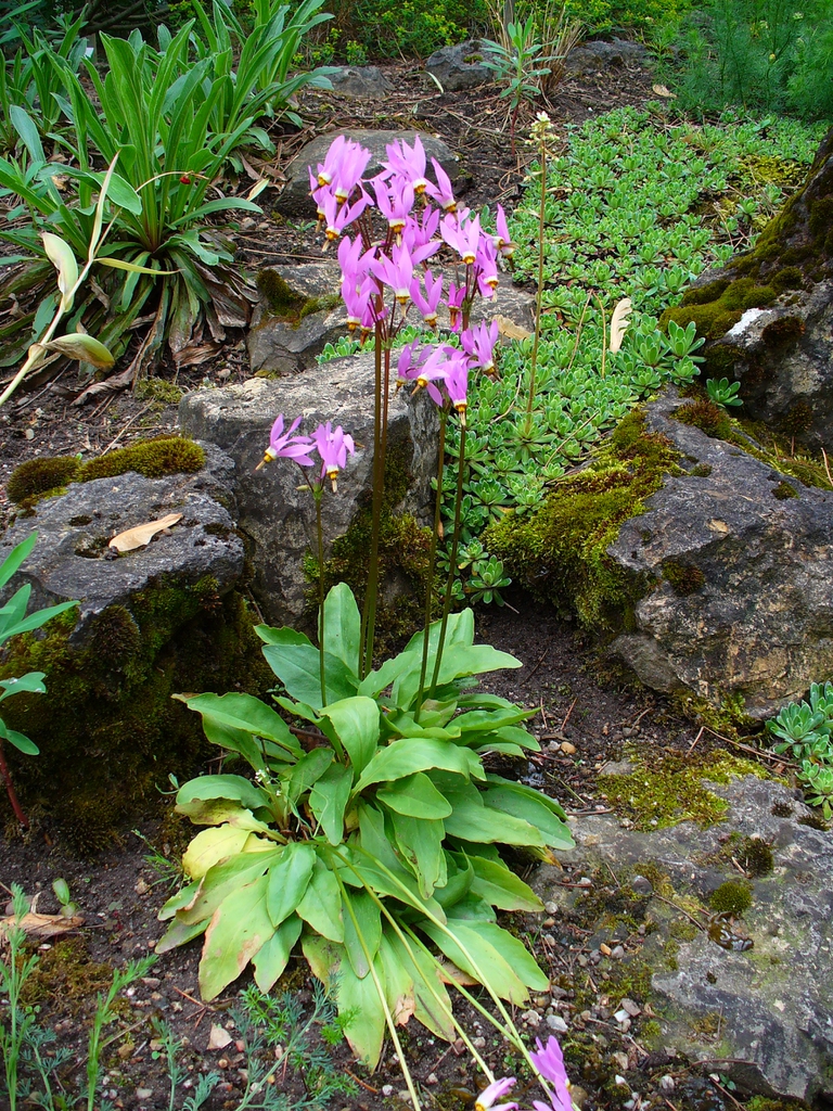 leaves and flowers