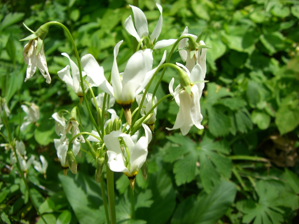 leaves and flowers