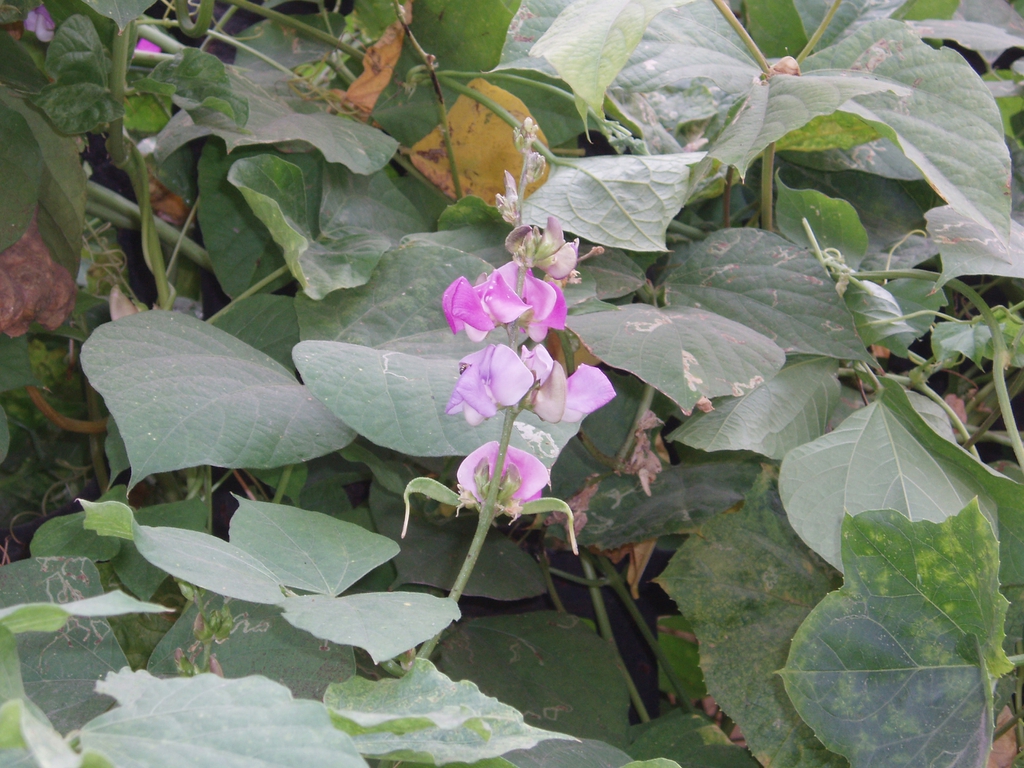 leaves and flowers