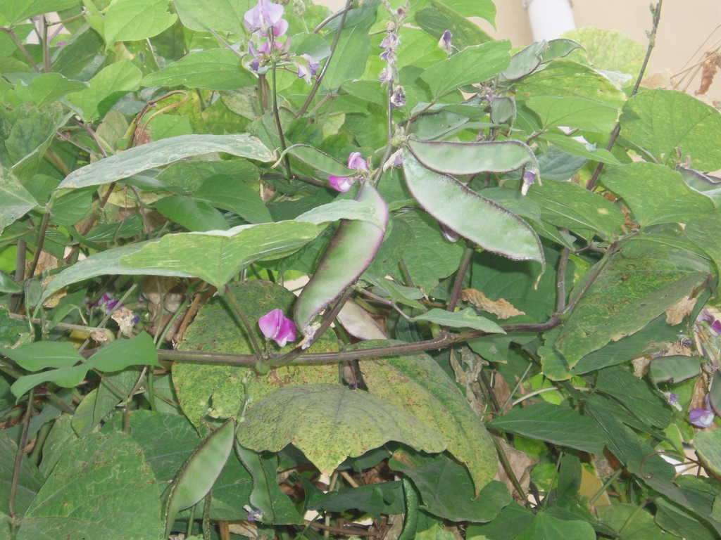 leaves and flowers