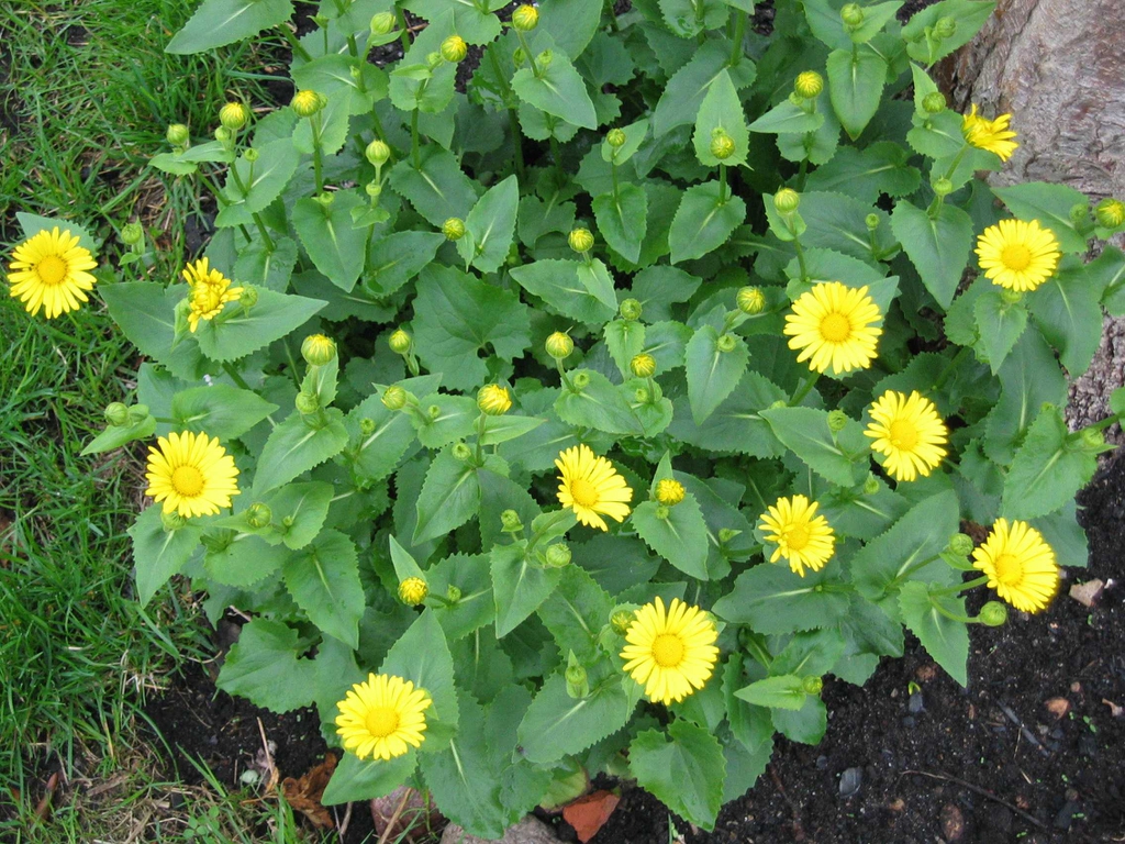 leaves and flowers