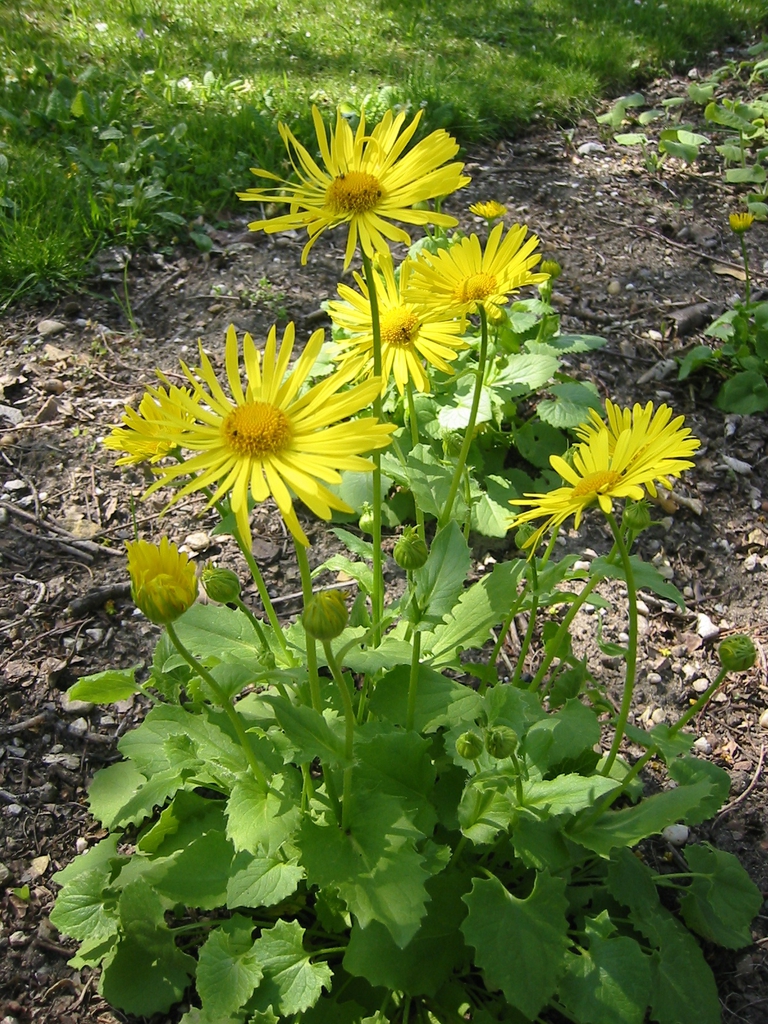 leaves and flowers