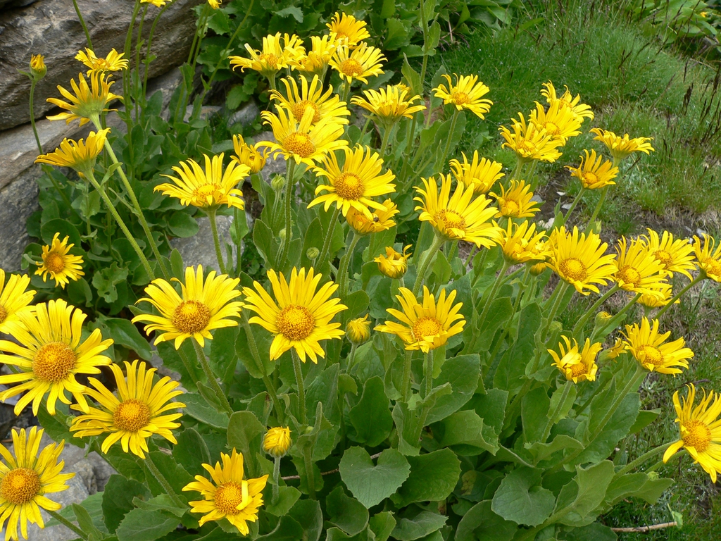 leaves and flowers