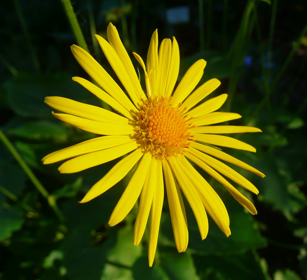 Flower and leaves