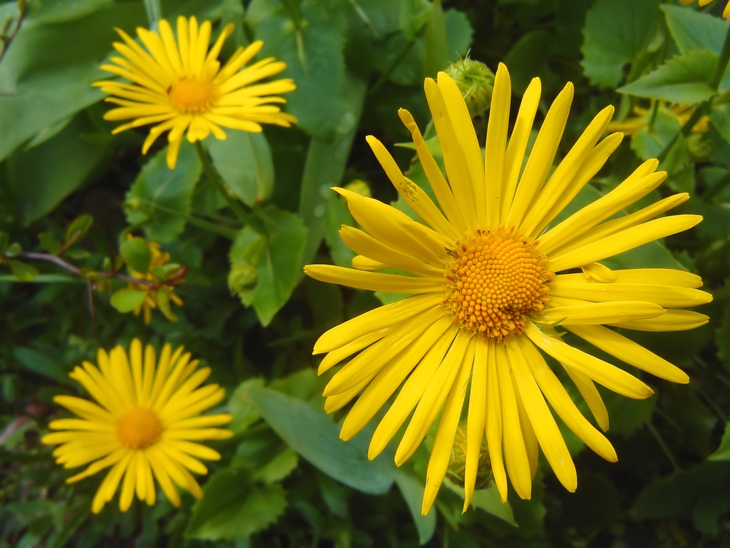 leaves and flowers