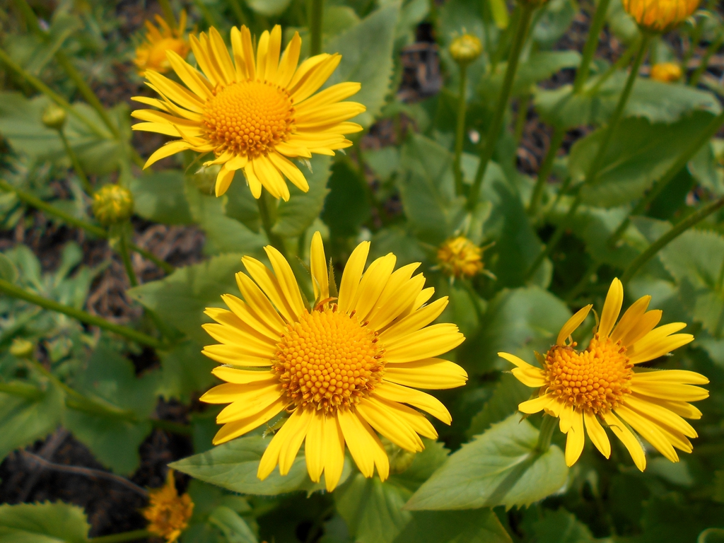 leaves and flowers