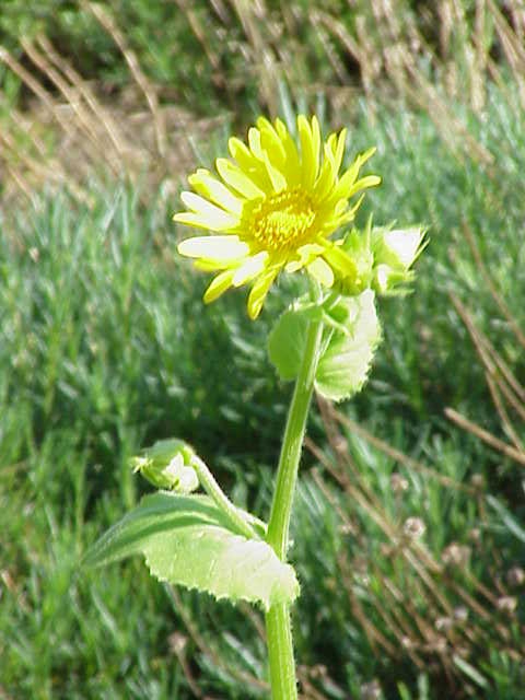 Flower and leaves