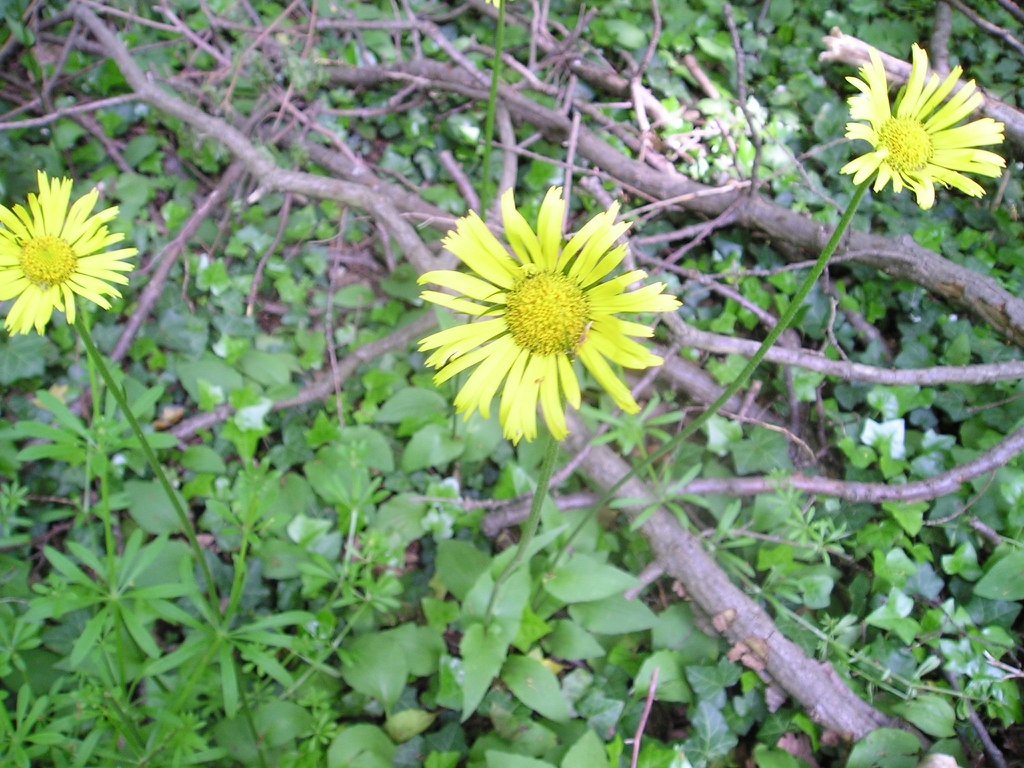 leaves and flowers