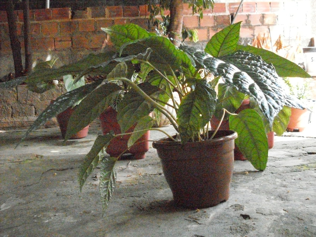 Plant with green leaves in a container