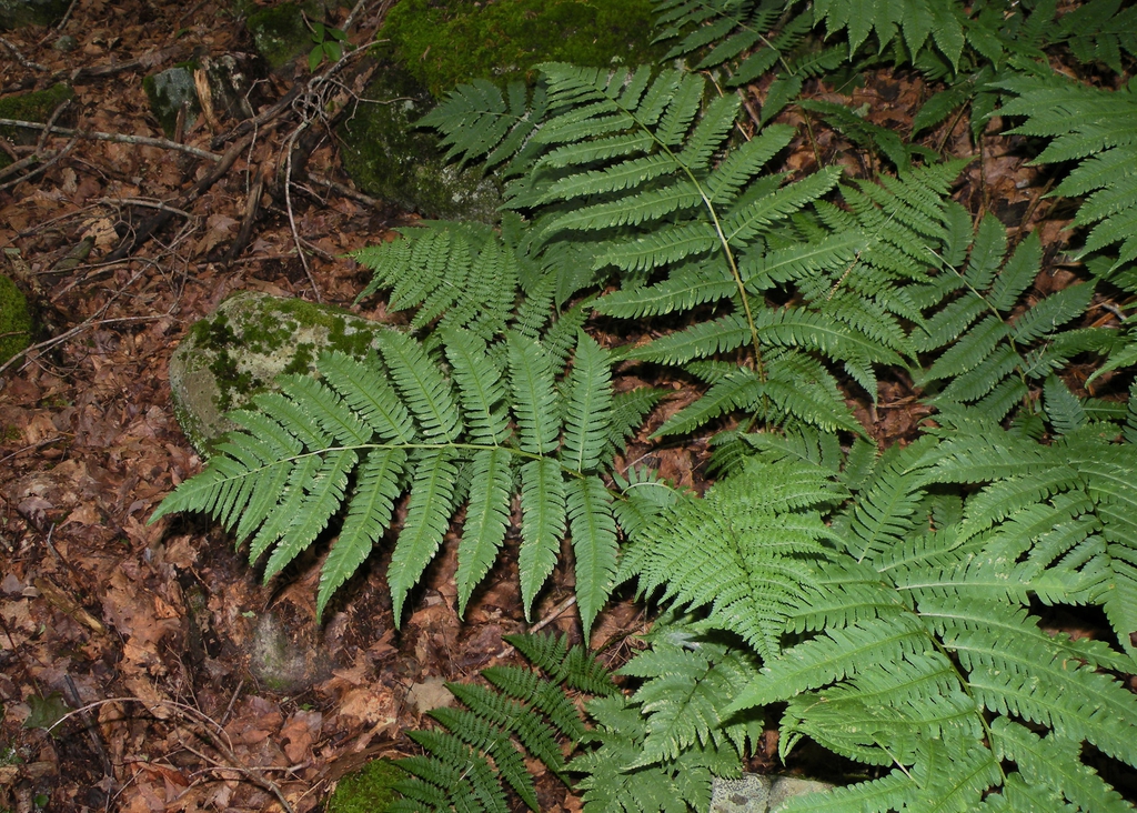 D. goldiana