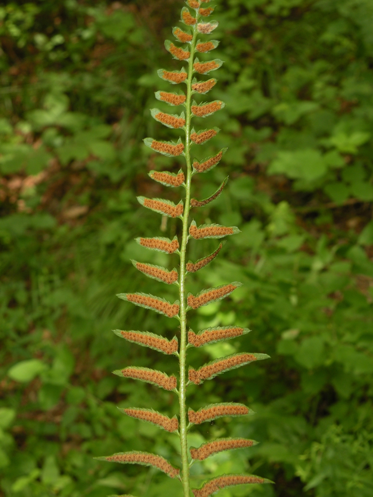 Back of leaf showing brown contiguous masses of sori