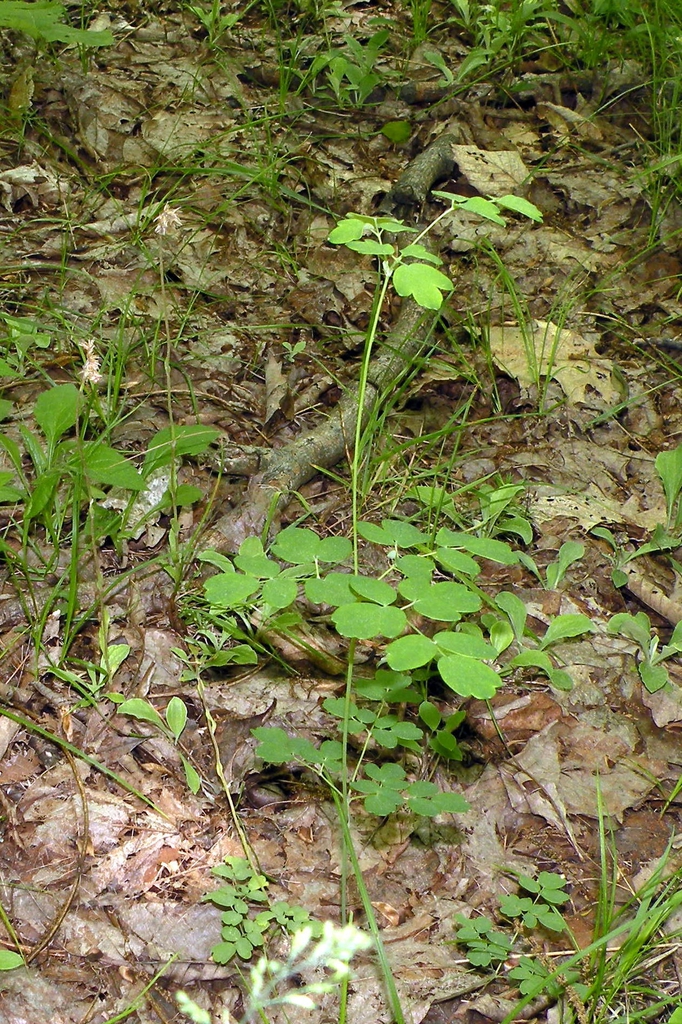 foliage.