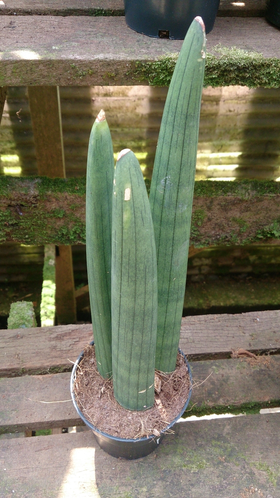 3 leaves rooted and growing temporarily in a pot.