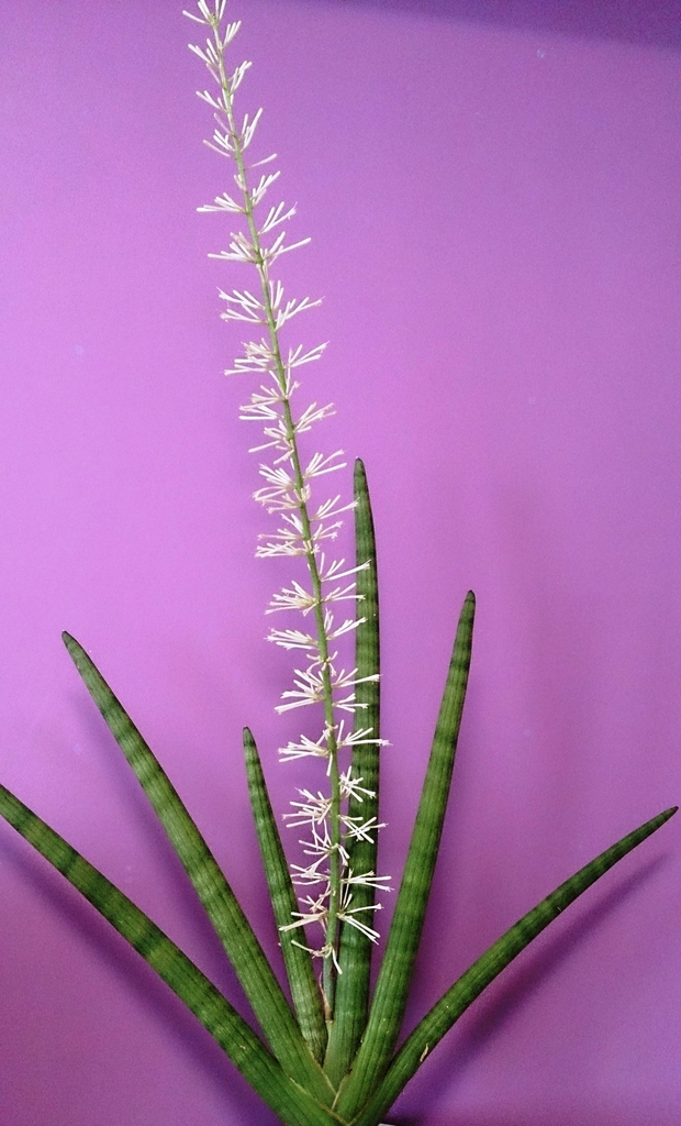 Potted fan of leaves & erect spike of white flowers.