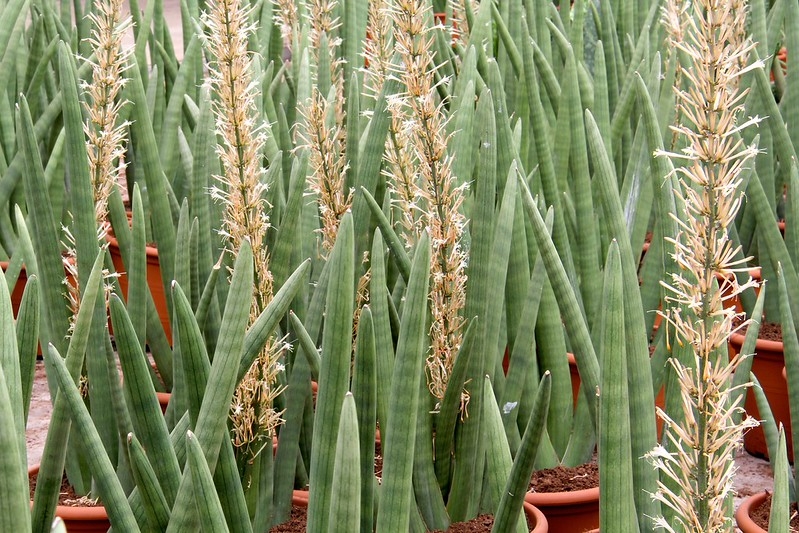 Potted plants, some producing erect spikes of white flowers