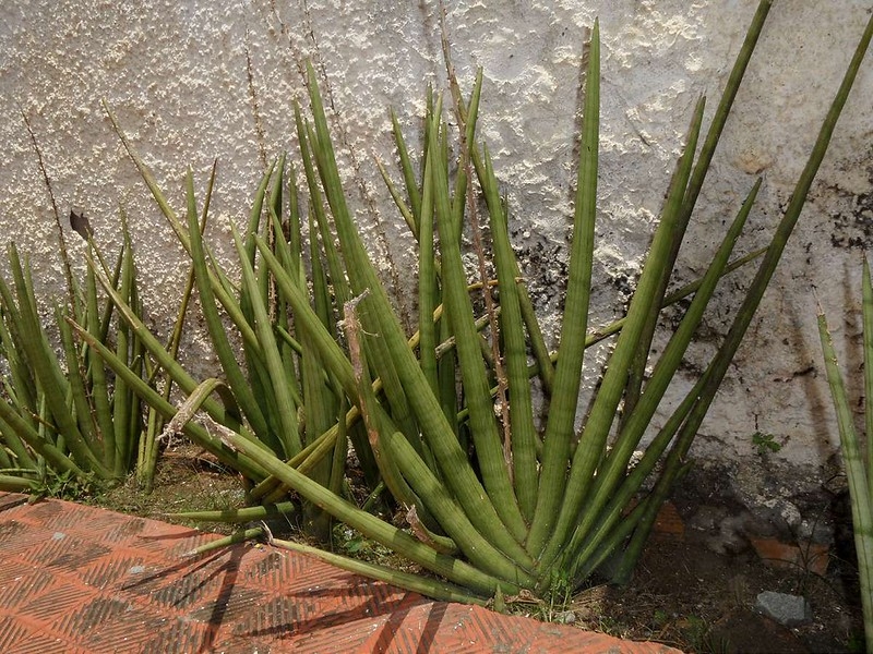 Mature plants, forming fans of cylindrical leaves, in a bed.