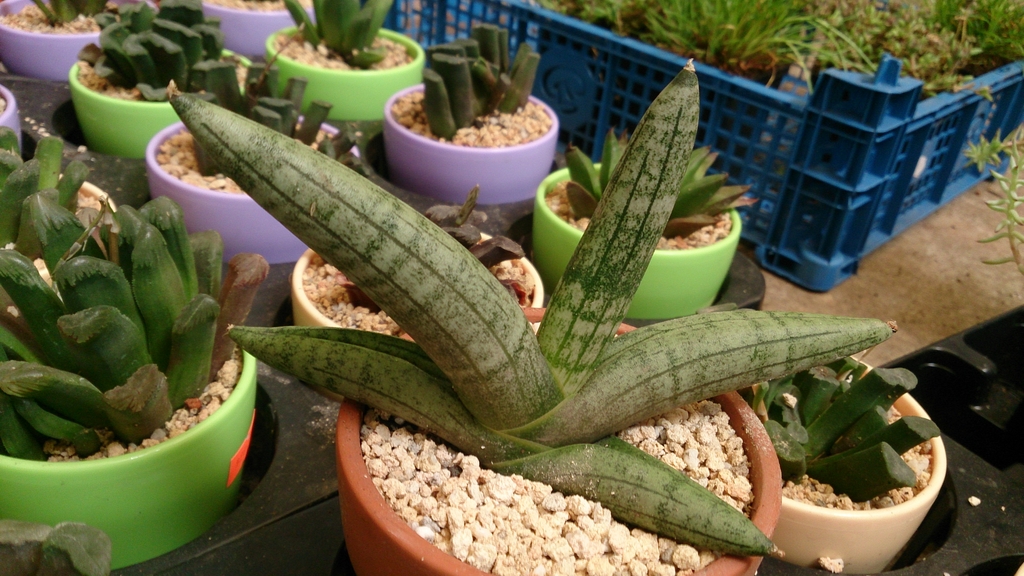 A potted specimen of a very dwarf cultivar.