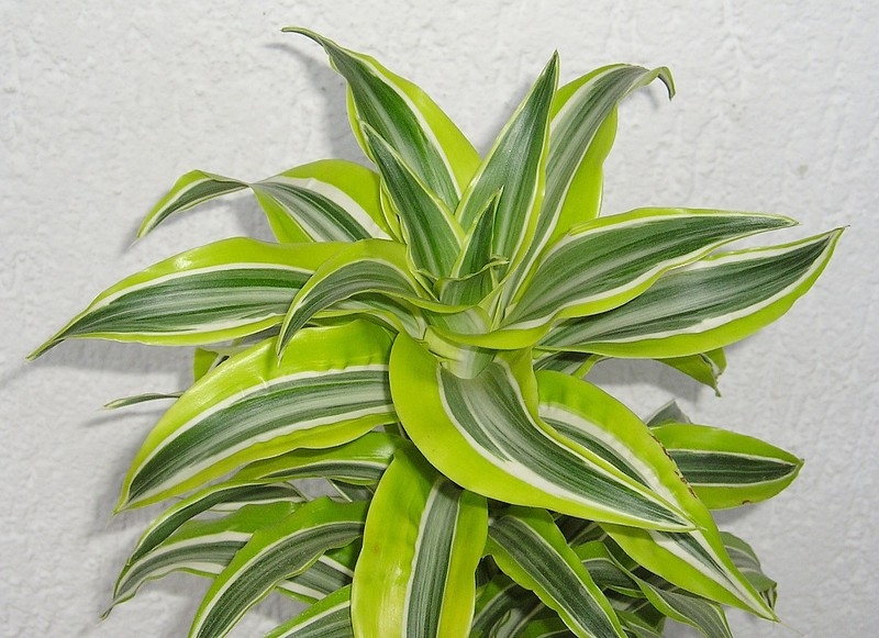 A rosette plant of green leaves with lime green margins.