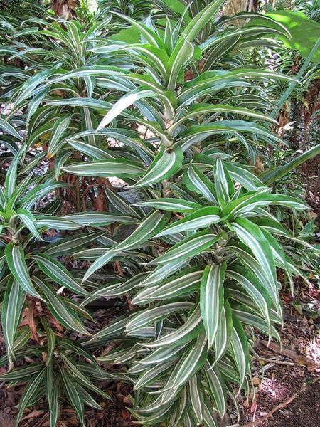 Form