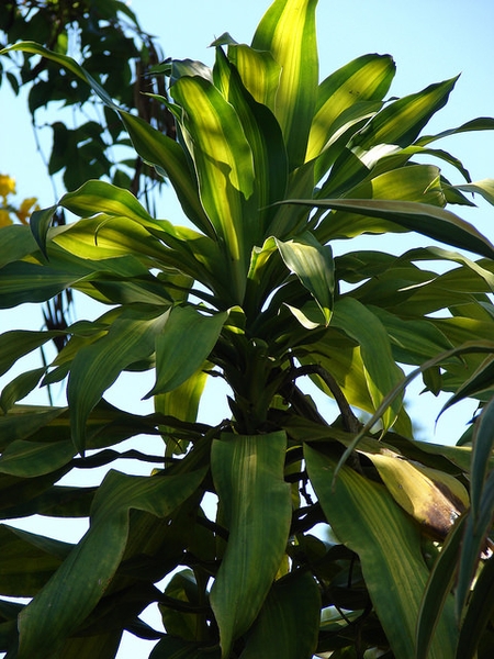 Form