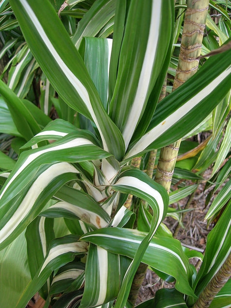 Leaves