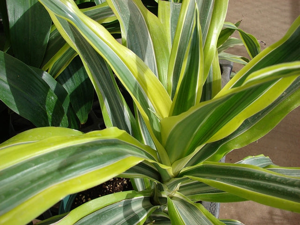 Leaves