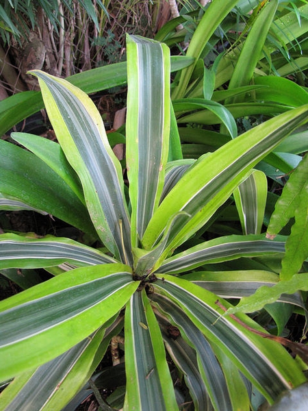 Form