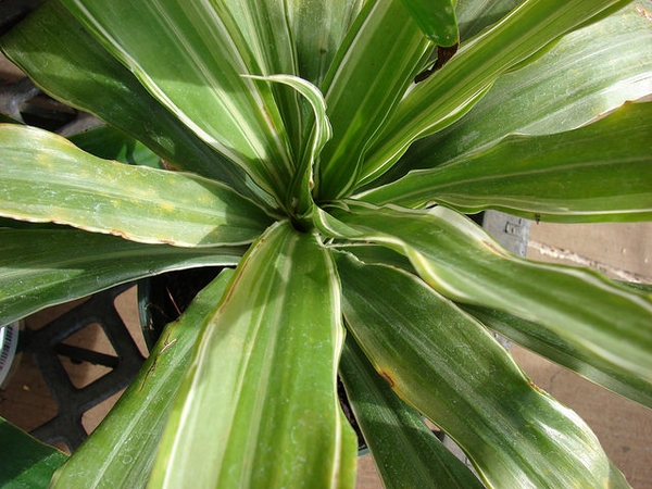 Form