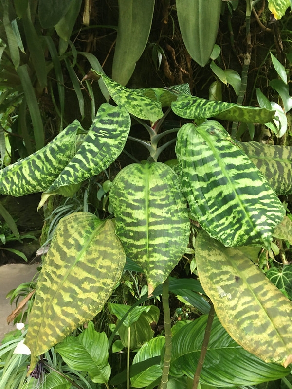 Plant with broad leaves that are irregularly barred with yellow.